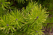 Pinus contorta 'Frisian Gold'