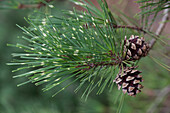 Pinus densiflora 'Oculus Draconis'