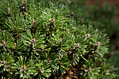 Pinus mugo 'Almhütte'