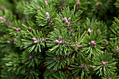 Pinus mugo 'Mini Mops