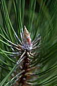 Pinus nigra 'Nana