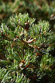 Pinus parviflora 'Hagoromo'