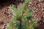 Pinus strobus 'Macopin