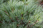 Pinus strobus Radiata
