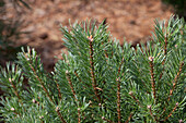 Pinus sylvestris 'Westonbrit'