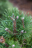 Pinus uncinata 'Green Wave