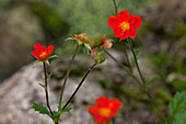 Potentilla atrosanguinea