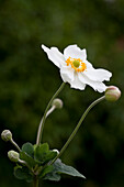Anemone japonica, white