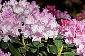 Rhododendron Hybride (großblumig)