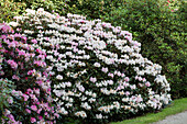 Rhododendron