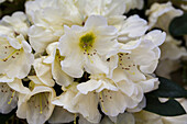 Rhododendron yakushimanum 'Golden Melody'