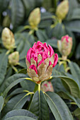 Rhododendron 'Henri Nannen