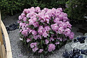 Rhododendron 'Peter Seidel'