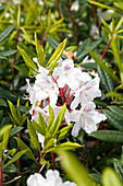 Rhododendron annae