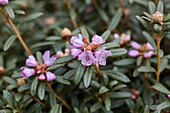 Rhododendron hippophaeoides