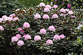Rhododendron yakushimanum 'Apollonia'