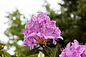 Rhododendron 'Attraction