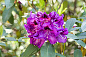 Rhododendron 'Bariton'