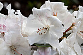 Rhododendron Blanka