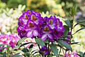 Rhododendron 'Blue Bell'