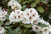 Rhododendron 'Breslau'