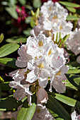 Rhododendron hybrid 'Catawbiense Album'