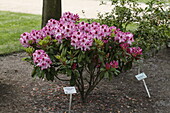Rhododendron 'Charleston'