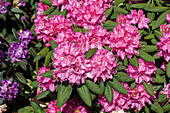 Rhododendron hybrid 'Catharine van Tol