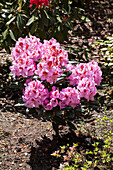Rhododendron Hybride 'Diadem'
