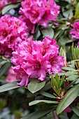 Rhododendron 'Direktör. E. Hjelm'