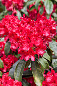 Rhododendron 'Doncaster