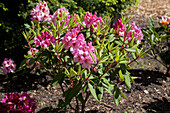 Rhododendron 'Duke of York'
