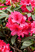 Rhododendron 'Earl of Donoughmore'