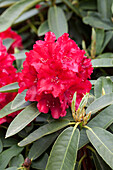 Rhododendron 'El Alamein'