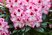Rhododendron hybrid 'Etoile de Sleidinge' (one)