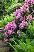 Rhododendron hybrid 'Etoile de Sleidinge