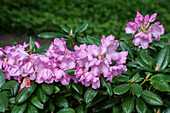 Rhododendron 'Frentano'®