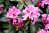 Rhododendron 'Furnivall's Daughter' ®