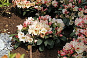 Rhododendron yakushimanum 'Barleycorn