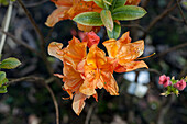 Rhododendron luteum 'Glowing Embers'