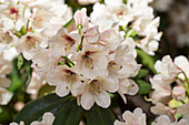 Rhododendron, white