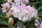 Rhododendron 'Gomer Waterer'