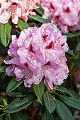 Rhododendron insigne 'Gräfin Sonja'