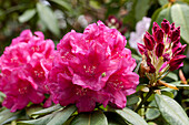 Rhododendron 'H. W. Sargent'