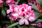 Rhododendron 'Hachmann's Charming'(s)