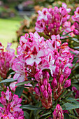 Rhododendron 'Hachmann's Charming'(s)