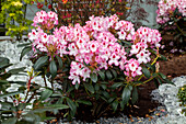 Rhododendron 'Hachmann´s Charmant'(s)