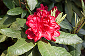 Rhododendron Hybrid 'Hachmann's Firelight' (German)