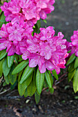 Rhododendron 'Hassan