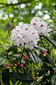 Rhododendron 'Hermann Backhus'